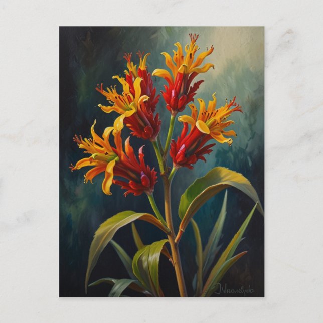 Postal Flores de canguro (Anverso)