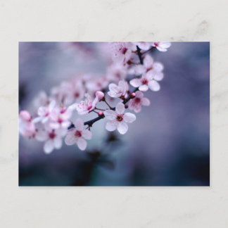 Postal Flores de cerezo