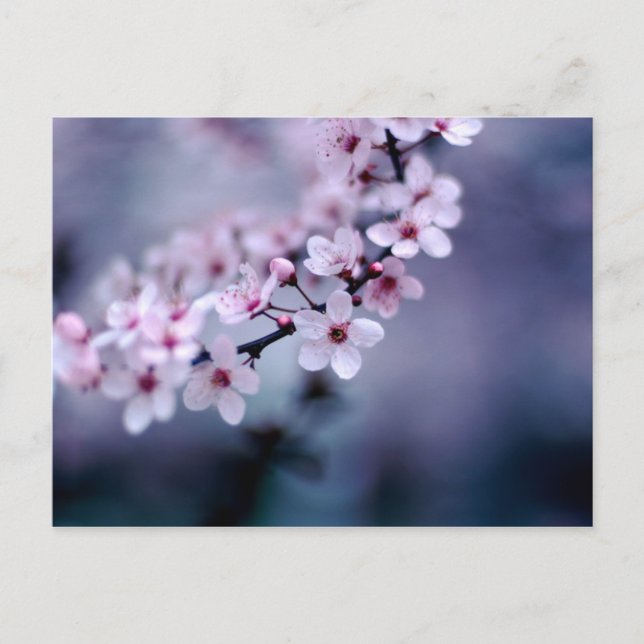 Postal Flores de cerezo (Anverso)