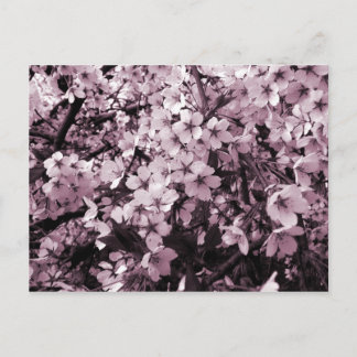 Postal Flores de cerezo