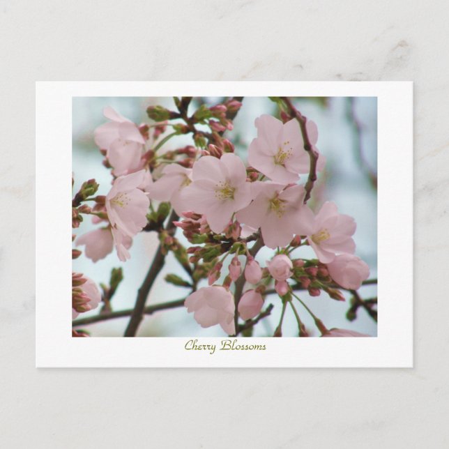 Postal Flores de cerezo (Anverso)