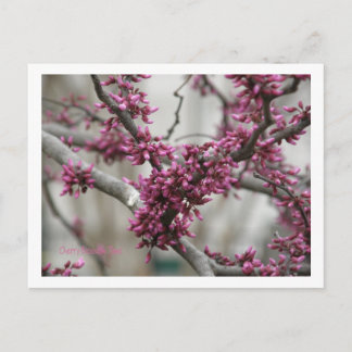 Postal Flores de cerezo