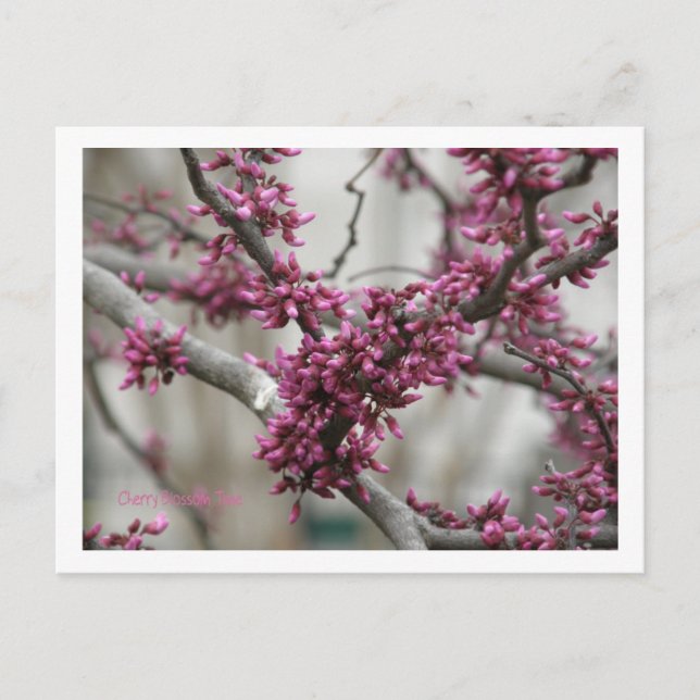 Postal Flores de cerezo (Anverso)