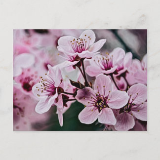 Postal Flores de cerezo