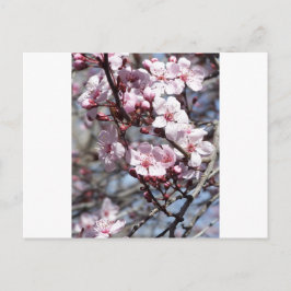 Postal flores de cerezo