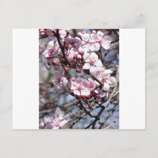 Postal flores de cerezo