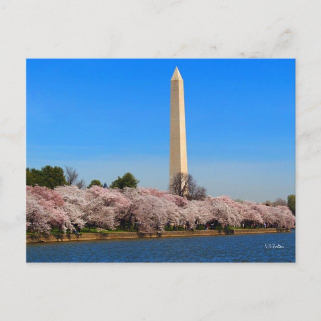 Postal Flores de cerezo (Anverso)