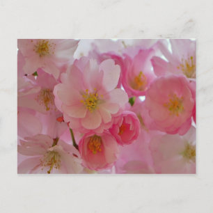Postal Flores de cerezo