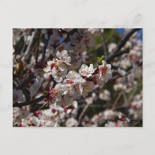 Postal Flores de Cerezo (Anverso)