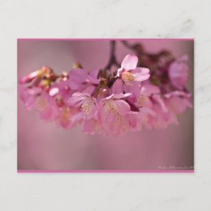 Postal Flores de Cerezo Baño Termal  2012 Ropa  & Regalos