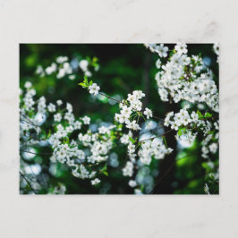 Postal Flores de cerezo blancas hojas verdes
