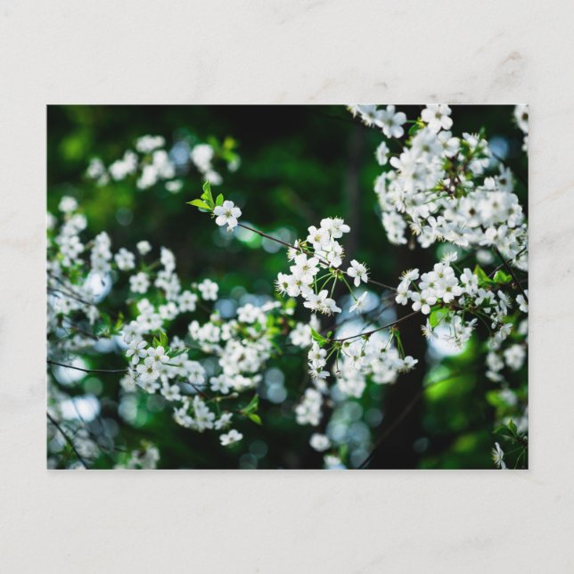 Postal Flores de cerezo blancas hojas verdes (Anverso)