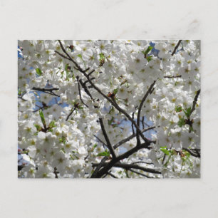 Postal Flores de cerezo blancas: Tokio