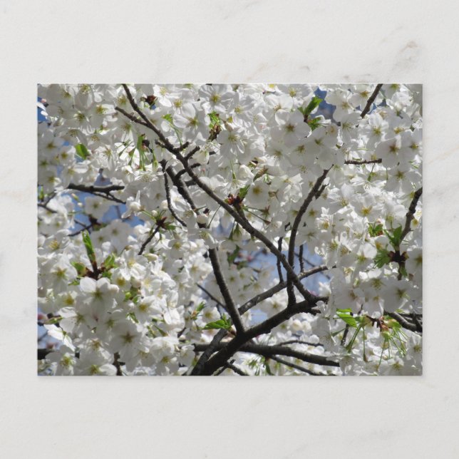 Postal Flores de cerezo blancas: Tokio (Anverso)