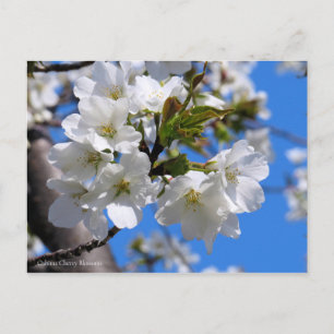 Postal Flores de cerezo de Oshima [postal]
