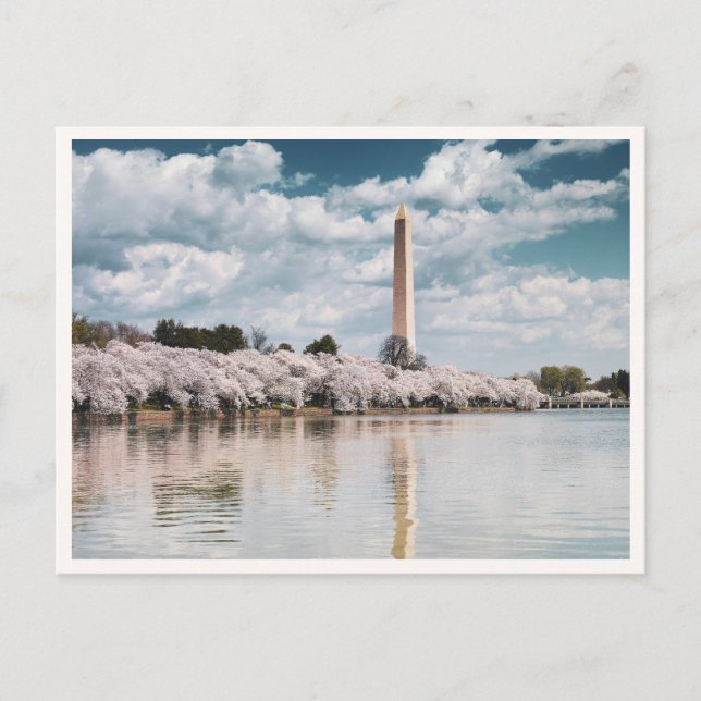 Postal Flores de Cerezo del Monumento a Washington DC Fot (Anverso)