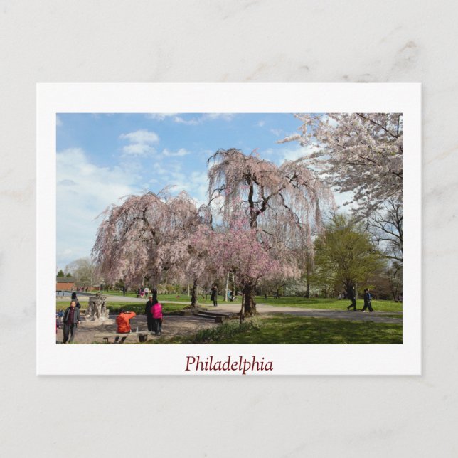 Postal Flores de cerezo en Filadelfia (Anverso)