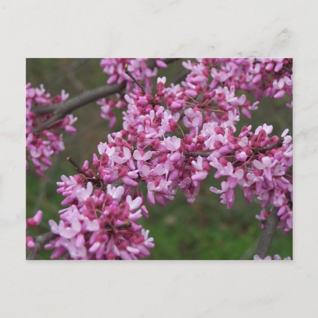 Postal Flores de cerezo en Monticello de Jefferson (Anverso)