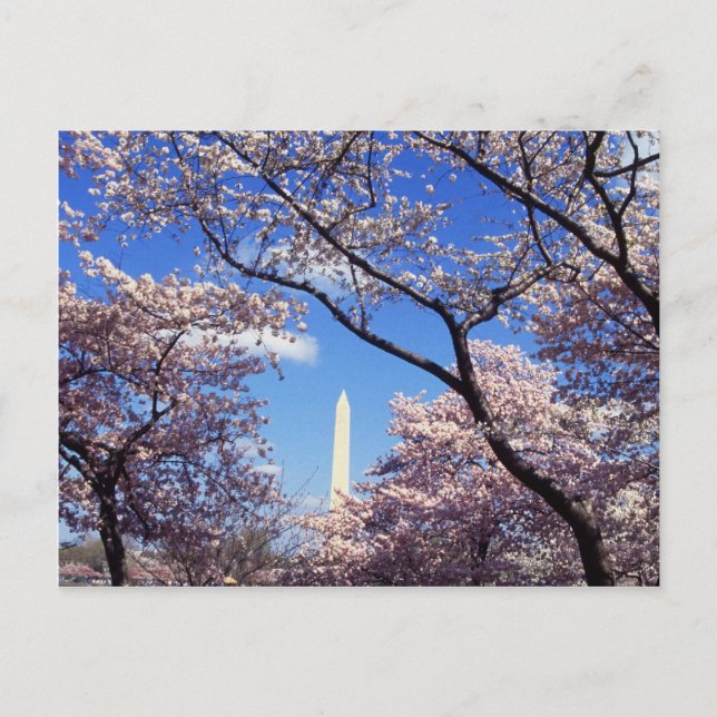 Postal Flores de cerezo en Washington D.C. (Anverso)
