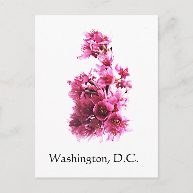 Postal Flores de cerezo en Washington, D.C. (Anverso)
