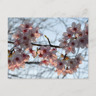 Postal Flores de cerezo: Japón