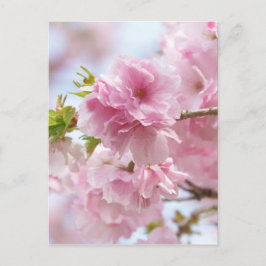 Postal Flores de cerezo japonesas