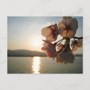 Postal Flores de cerezo japonesas