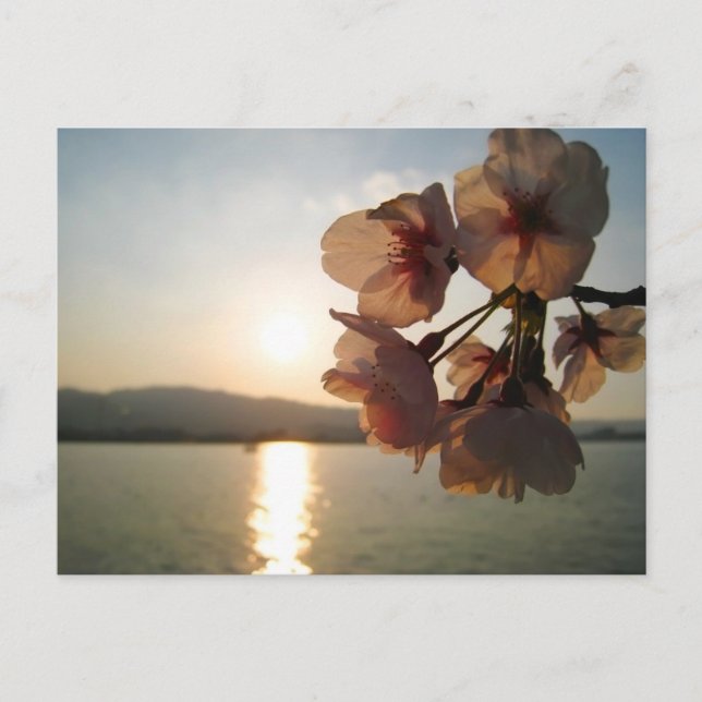 Postal Flores de cerezo japonesas (Anverso)
