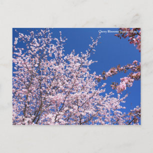 Postal Flores de cerezo: Jugatsu-zakura [postal]
