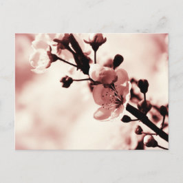 Postal Flores de cerezo, paracaídas de primavera, natural
