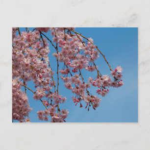 Postal Flores de cerezo que lloran