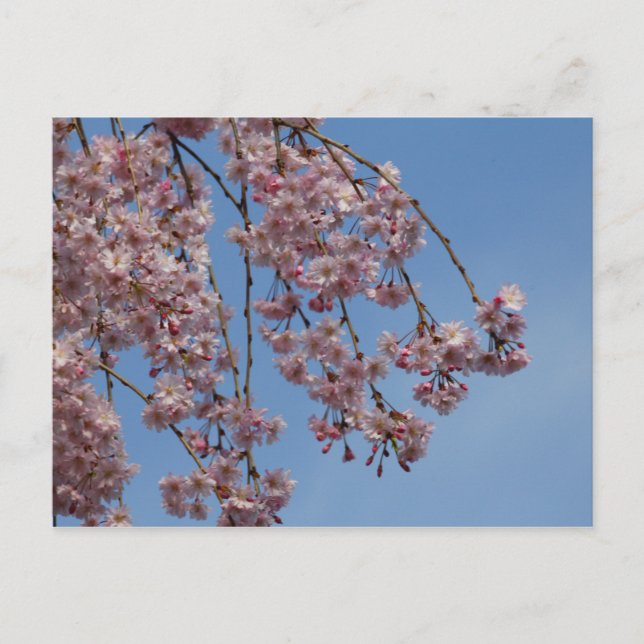 Postal Flores de cerezo que lloran (Anverso)