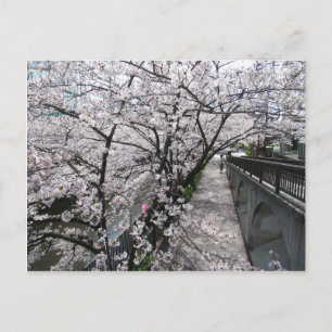 Postal Flores de cerezo: río Meguro, Tokio
