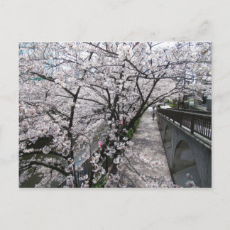 Postal Flores de cerezo: río Meguro, Tokio