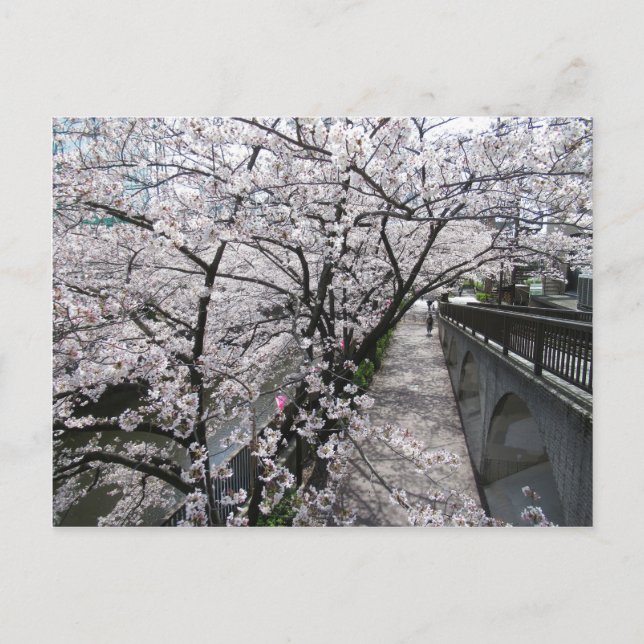 Postal Flores de cerezo: río Meguro, Tokio (Anverso)