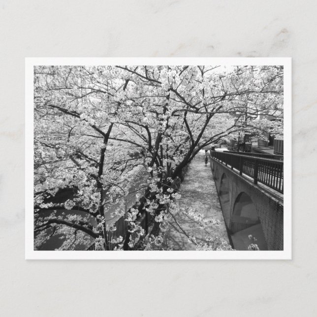 Postal Flores de cerezo: río Meguro, Tokio (blanco/negro) (Anverso)