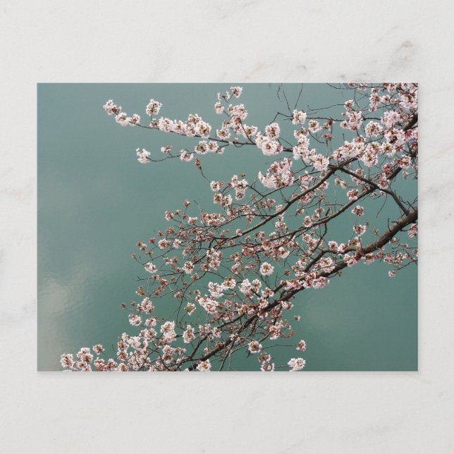 Postal Flores de cerezo rosa claro en el fondo turquesa (Anverso)