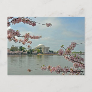 Postal Flores de cerezo rosa y monumento a Jefferson