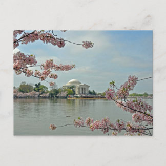 Postal Flores de cerezo rosa y monumento a Jefferson
