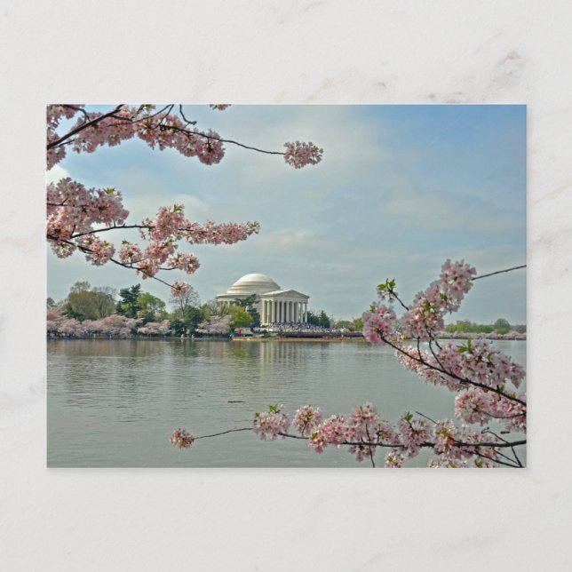 Postal Flores de cerezo rosa y monumento a Jefferson (Anverso)