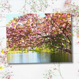 Postal Flores de cerezo rosadas en plena floración