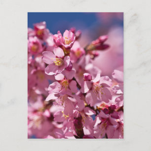 Postal Flores de Cerezo Sakura Besadas por la Luz del Sol