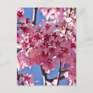 Postal Flores de Cerezo Sakura Estrellas Rojas