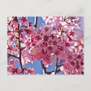 Postal Flores de Cerezo Sakura Estrellas Rojas