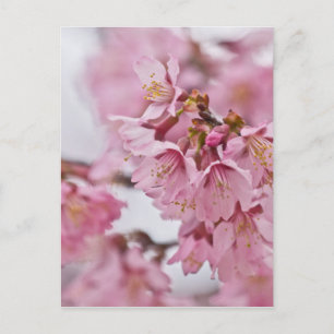 Postal Flores de cerezo Sakura Rosa Pálido