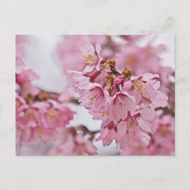 Postal Flores de cerezo Sakura Rosa Pálido (Anverso)