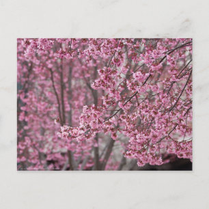 Postal Flores de cerezo Sakura rosadas flotando