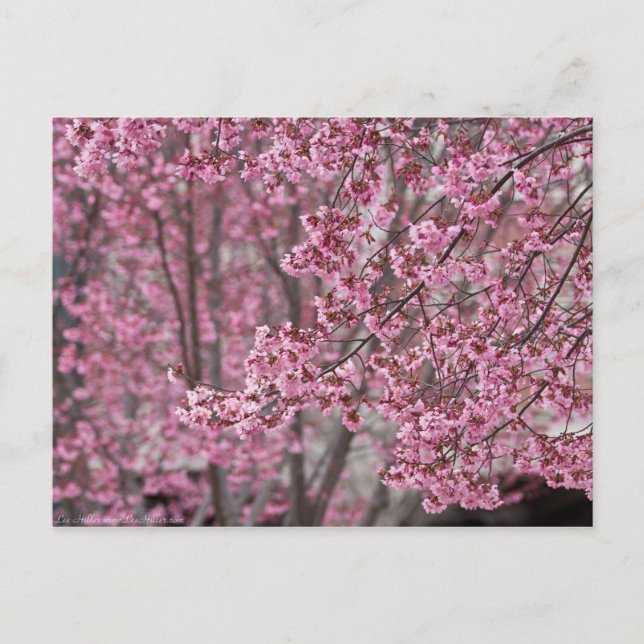 Postal Flores de cerezo Sakura rosadas flotando (Anverso)