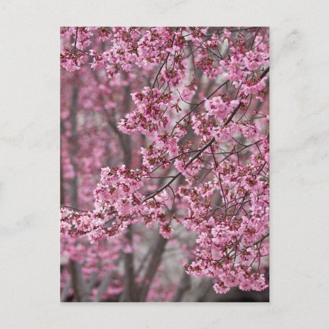 Postal Flores de cerezo Sakura rosadas flotando (Anverso)