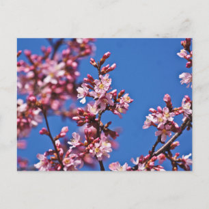 Postal Flores de Cerezo Sakura Tocando Azul